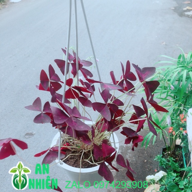 Chậu Bướm Đêm