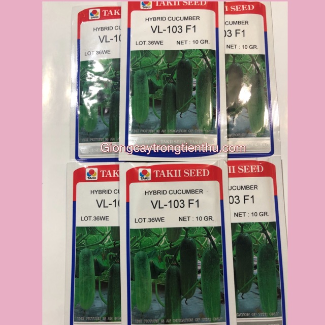 HẠT GIỐNG DƯA LEO VL-103 F1- GIỐNG CHỊU NHIỆT CHẤT LƯỢNG CAO