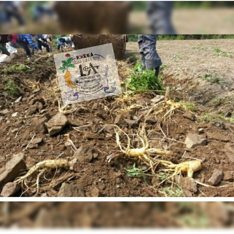Nhân sâm Hàn Quốc củ lớn 6 năm  tuổi 2 củ  199k | BigBuy360 - bigbuy360.vn
