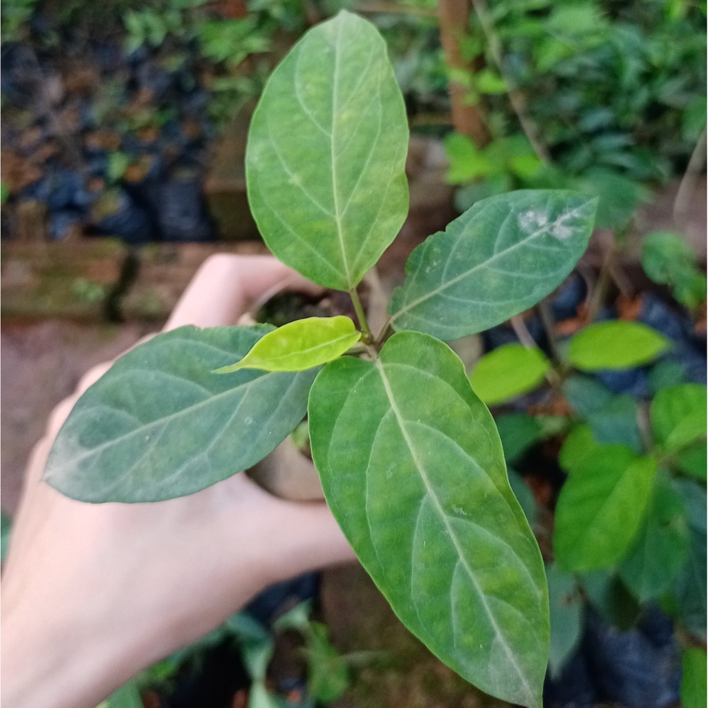 🌱 Được chọn riêng 🌱 Bầu giống dây thìa canh lá to + lá nhỏ chuẩn giống