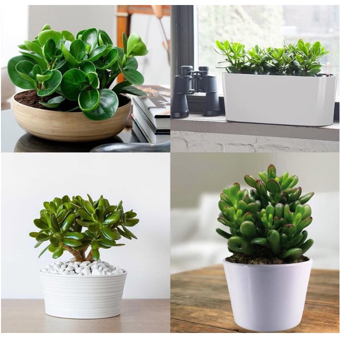 Sen đá thạch bích size bầu - Sen Đá Đông Phước