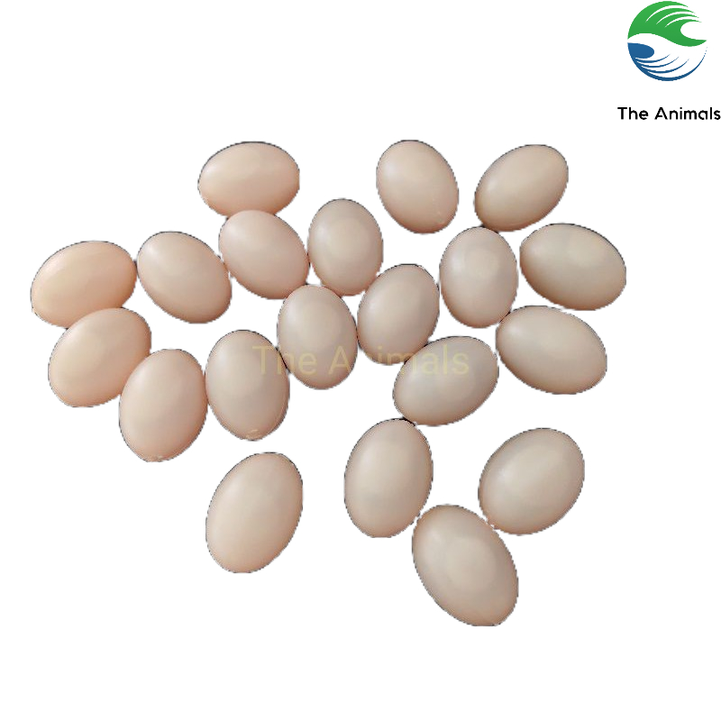 Trứng chim bồ câu giả - trứng nước hồng loại 1 set 20 cái
