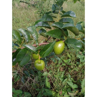 Bầu 01 cây bình bát giống