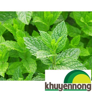 Gói 100 Hạt giống bạc hà