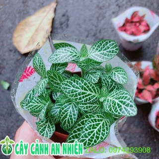 Cẩm Nhung xanh lá nhạt