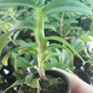 phi điệp ám mắt đỏ Tân Lạc Hòa Bình ( combo 2 cốc )