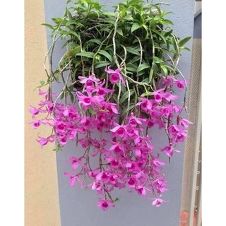 Kie giống lan giả hạc pháp - kie trên 20cm ( có giá thể )