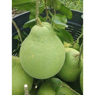 bưởi da xanh ruột đỏ