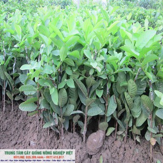 Cây Giống Ổi Tứ Quý, Quanh Năm Ra Quả