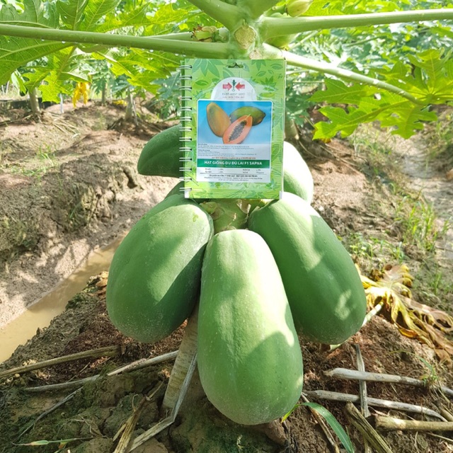 Hạt giống đu đủ ruột đỏ siêu ngọt : 4 hạt (tặng 4 viên nén ươm hạt)