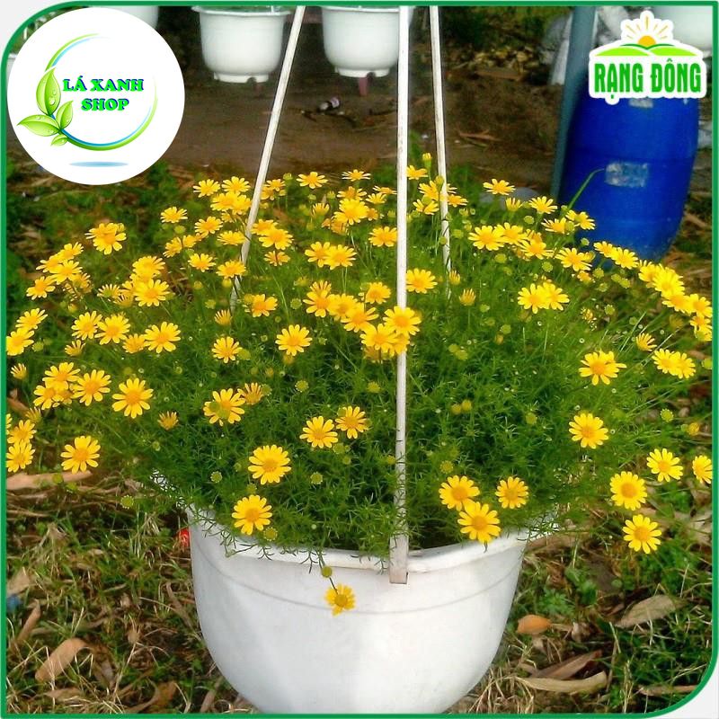 Hạt giống Hoa Cúc Sao Băng Dễ Trồng, Thích hợp Trồng Chậu (gói 0,03 gram) - Hạt giống Rạng Đông