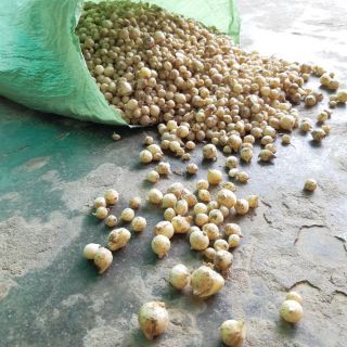Củ nén (hành tăm-1kg) -Loại 1 - Quảng Bình