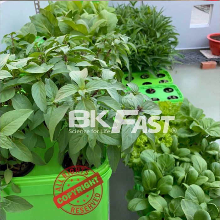 DUNG DỊCH DINH DƯỠNG THỦY CANH TĨNH BKFAST - ĐH Bách Khoa Hà Nội