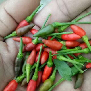 hạt giống ớt kim.50 hạt