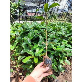 Cây giống gáo vàng