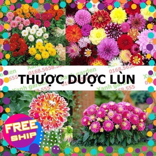 50 hạt giống thược dược lùn trợ giá khuến mại tết