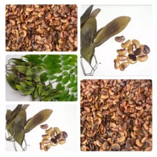 Hạt giống cây Sưa Đỏ (Huỳnh Đàn, Trắc Thối, Huê )  - Gói 20 hạt - STHG2