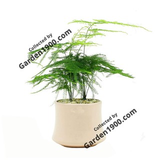 Cây thủy tùng - Cây nội thất văn phòng