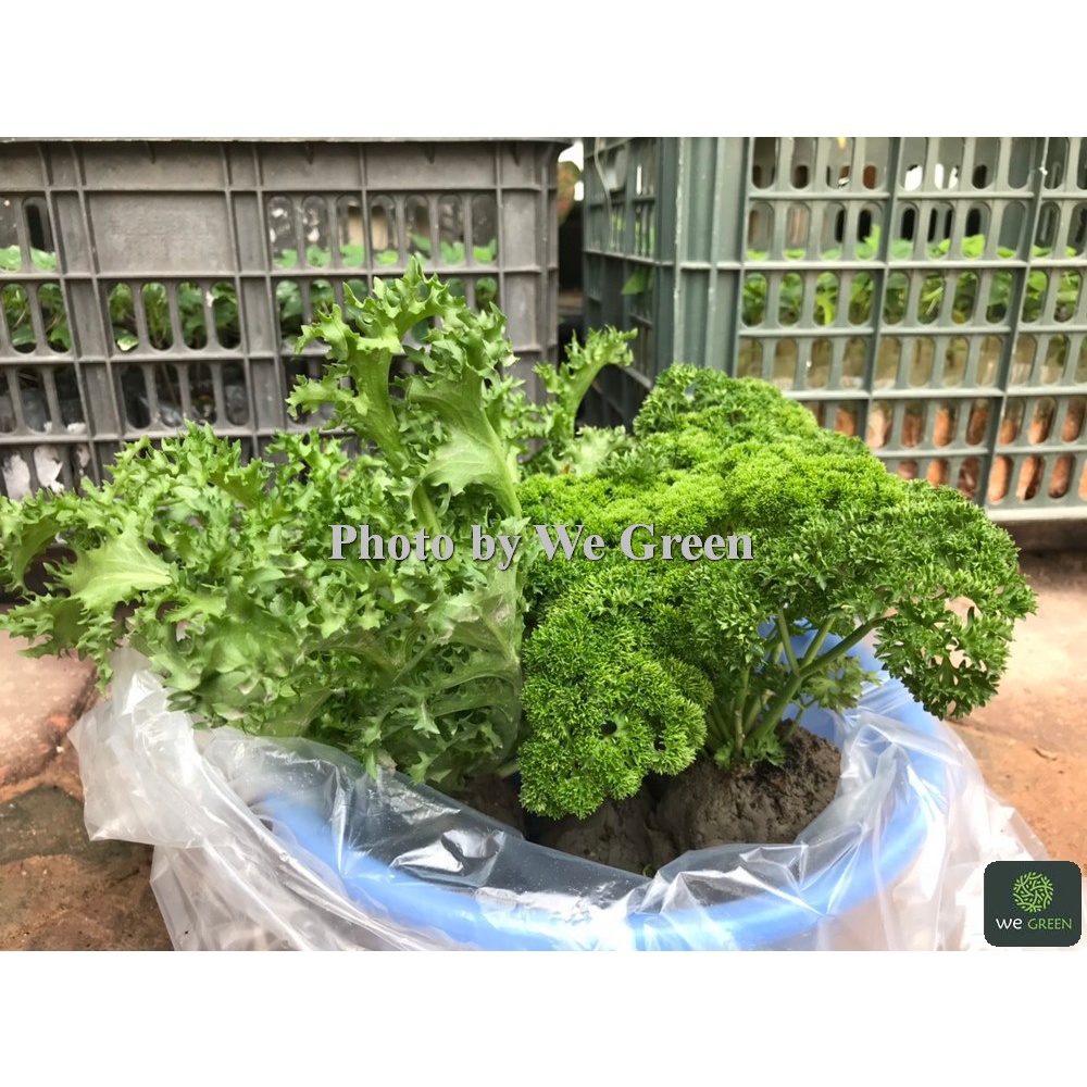 Hạt giống Ngò Tây Xoăn - Trồng chậu rất đẹp, thu hoạch suốt 2 năm - Quanh năm - Mùi Tây Xoăn/Cần Tây Xoăn - 2g