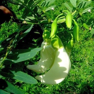 HẠT BÔNG SO ĐŨA TRẮNG - GÓI 2 GRAM