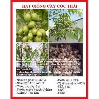 Hạt giống cây ăn trái cóc Thái