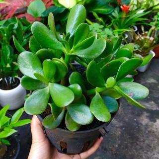 Cây Ngọc Bích