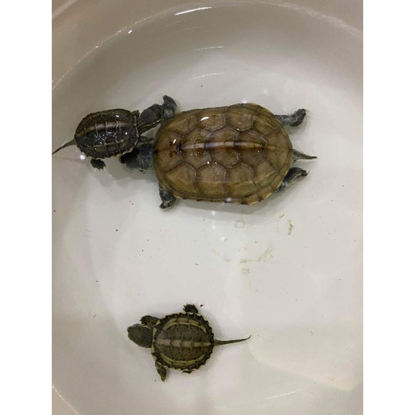 Rùa đá bơi trong nước,đồ chơi cho bé yêu rùa thật size 6 7 thú cưng cho bạn