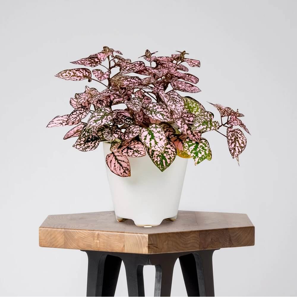 Cây Hypoestes phyllostachya Pink Splash (Thương Đao Dược Hồng) chậu nhựa