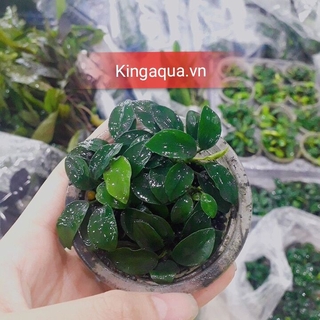 Cây thuỷ sinh ráy nana pettie (Chỉ ship miền Bắc và đầu miền Trung)