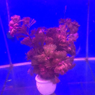 Cây thuỷ sinh .la hán đỏ . Rong lá đỏ