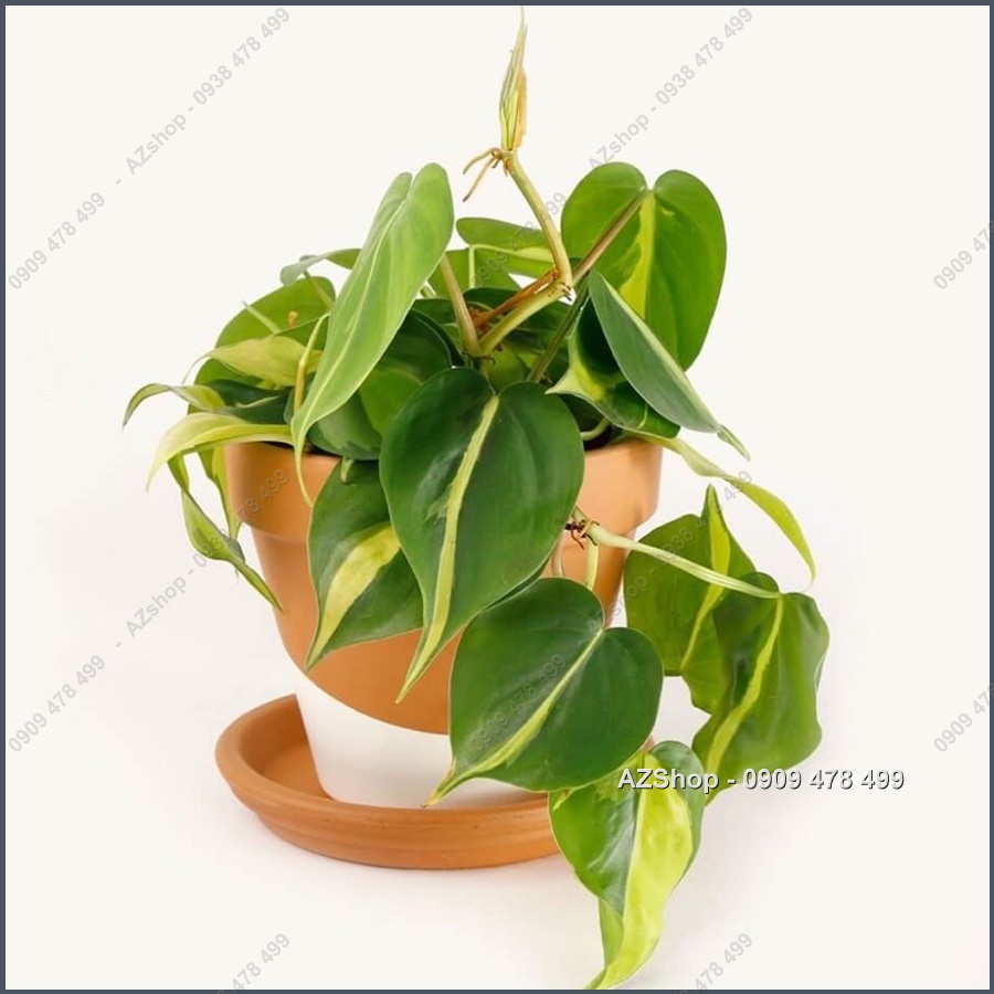 Chậu Trầu Bà Sọc Vàng Brazil - Philodenron Brazil