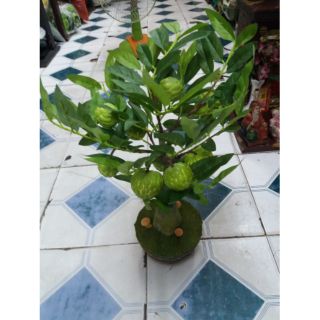 Cây mãng cầu mini trang trí