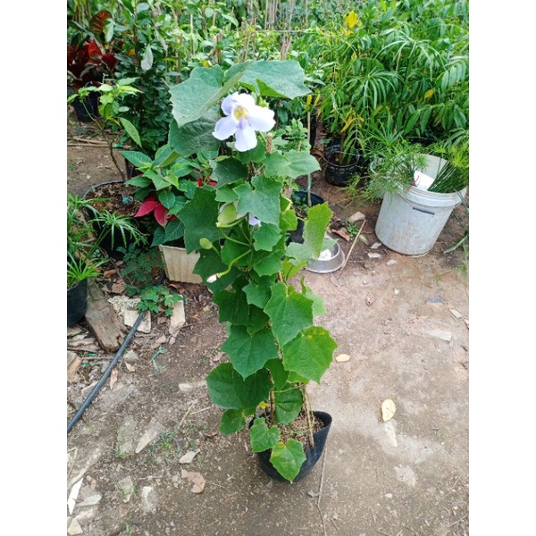 Cây cát đằng lá nhỏ