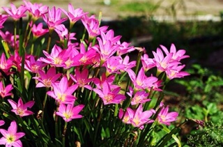 Hoa tóc tiên Huệ mưa