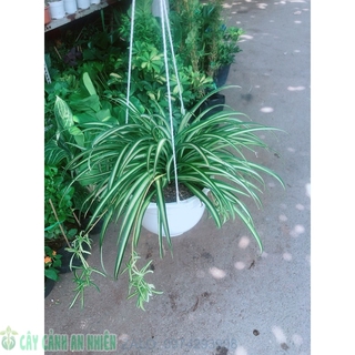 Chậu Cây Dây Nhện