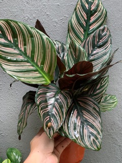 Đuôi công ( chậu nhựa)