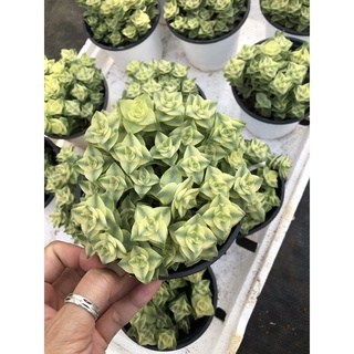 Sen đá Xiên Thịt viền đỏ 17cm