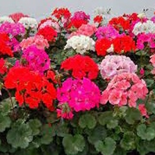 Nước Thảo Mộc Hoa Hồng Phong Lữ ( Rose Geranium Hydrosol )