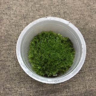 Hộp rêu sao kích thước 6,8cm x3cm