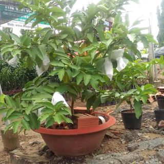 Cây 🌲 Ổi Đài Loan  Lê... siêu trái.