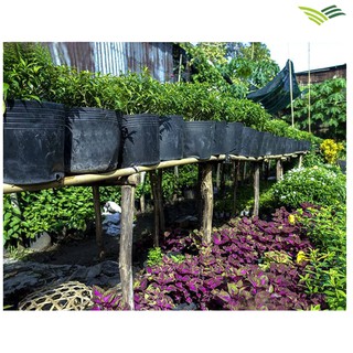 50 Chậu nhựa trồng cây C11 KT: 28x23x24(cm)