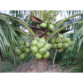 Cây giống dừa xiêm xanh lùn thuần chủng F1