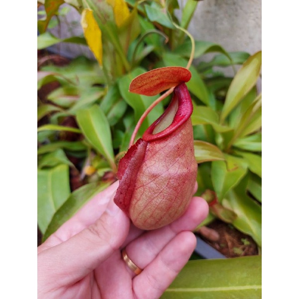 Cây nắp ấm N. viking x mirabilis