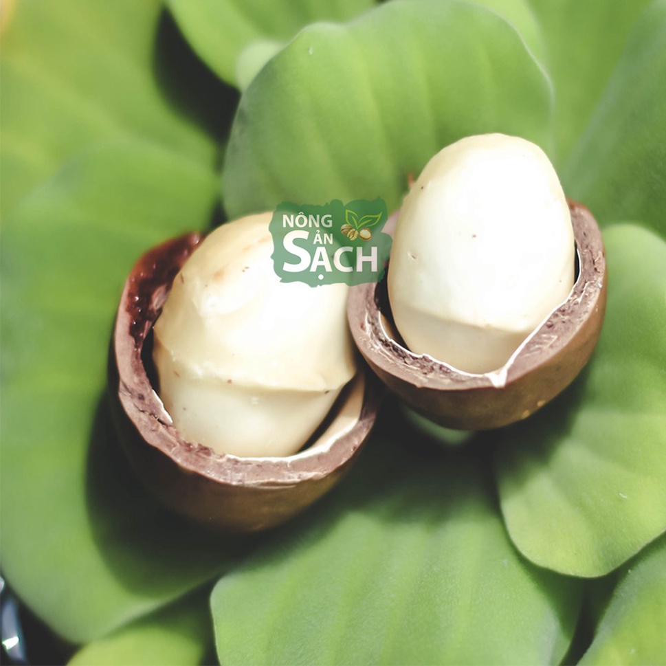 Hạt Macca Organic Sạch size A tốt cho tim mạch, huyết áp, đề kháng và phụ nữ có thai (hạt mắc ca)