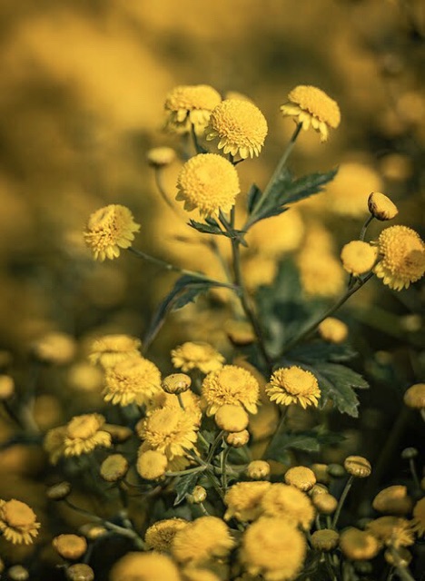 100g Trà hoa cúc chi hương cúc tiến vua , cúc sấy điện- cúc hoa tửu nghĩa trai văn lâm