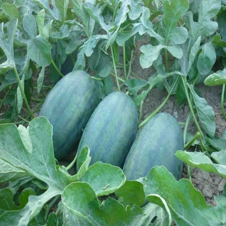 Hạt giống dưa hấu F1 loại siêu ngọt dễ trồng năng suất cao chống sâu bệnh ( 50gam , 100gam ,200gam )