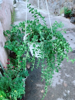 Chậu Cây Lá Tim