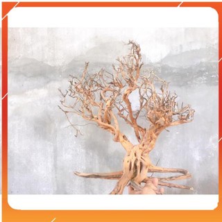 [Siêu Rẻ] Lũa gốc Sa Tùng