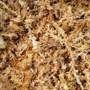 Dớn trắng Chiler(Chile Moss , Sphagnum moss) , dớn trồng tiểu cảnh, cây bắt mồi nhập khẩu loại 1