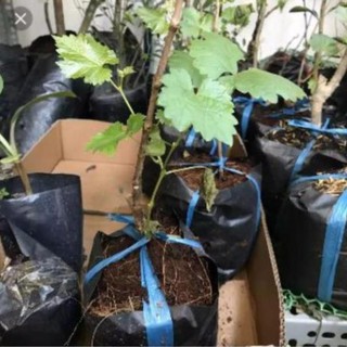 Cây giống kiwi